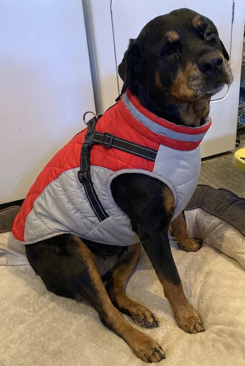 Customer photo review of Manteau imperméable pour chien Dog Trotter