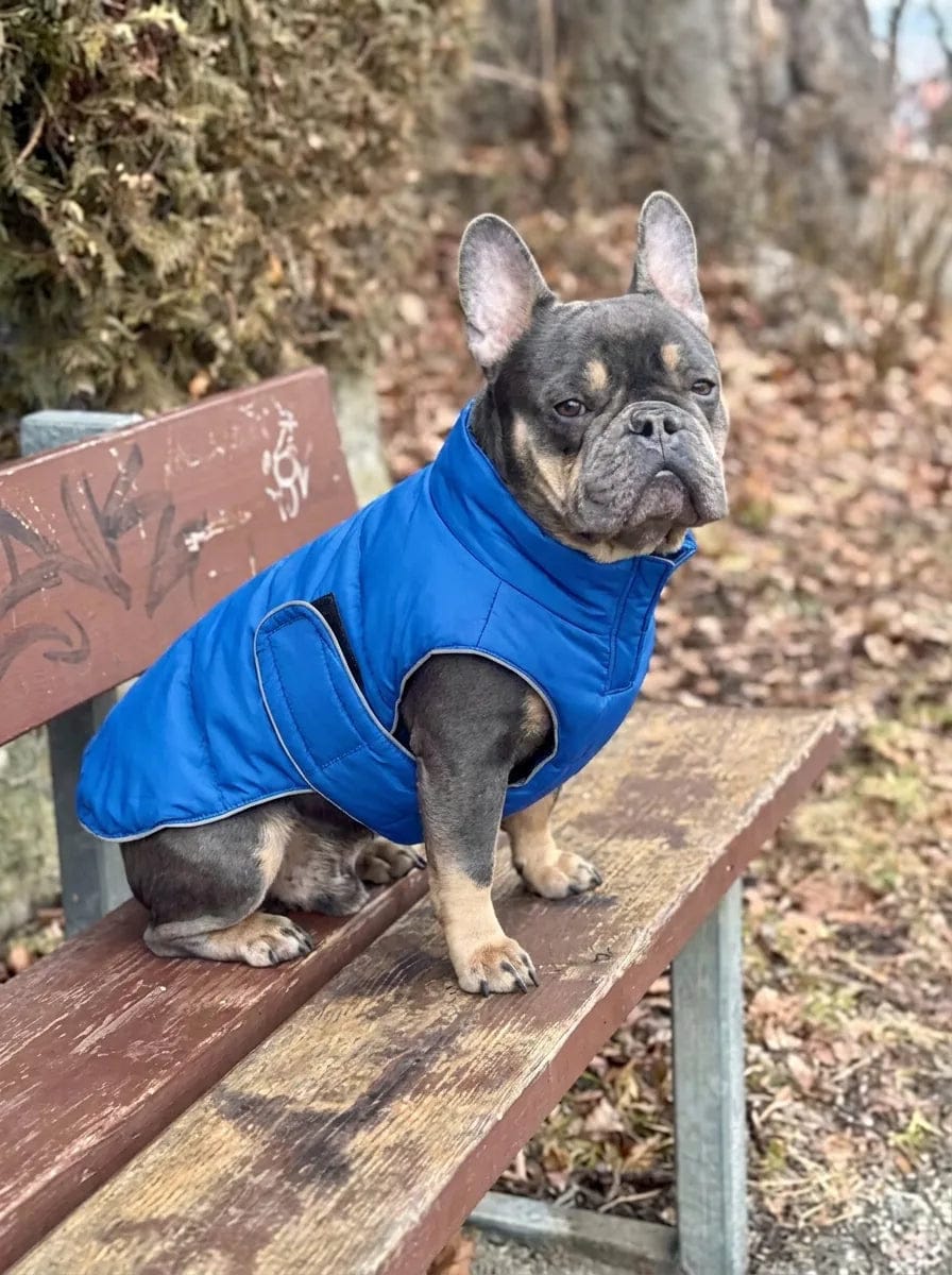Customer photo review of Doudoune matelassée pour chien Dog Trotter