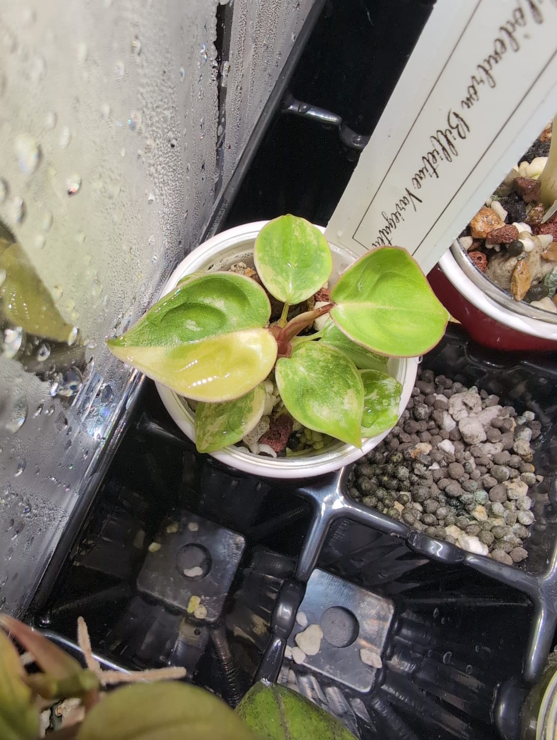 Customer photo review of Philodendron Billietiae Variegated