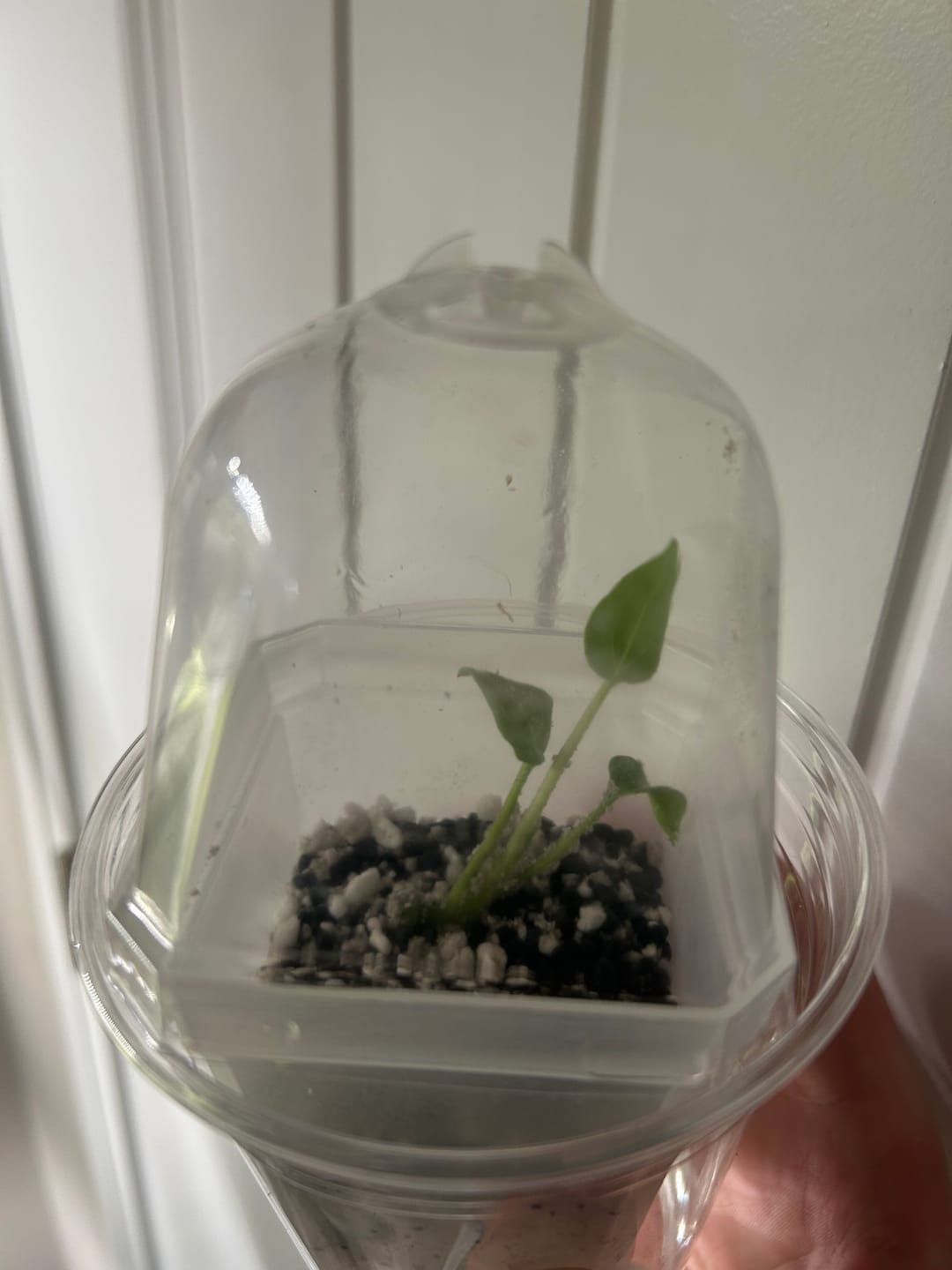 Customer photo review of Anthurium Delta Force