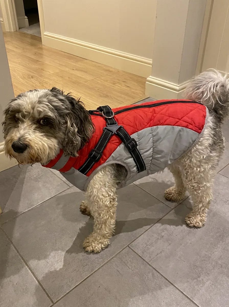 Customer photo review of Manteau imperméable pour chien Dog Trotter
