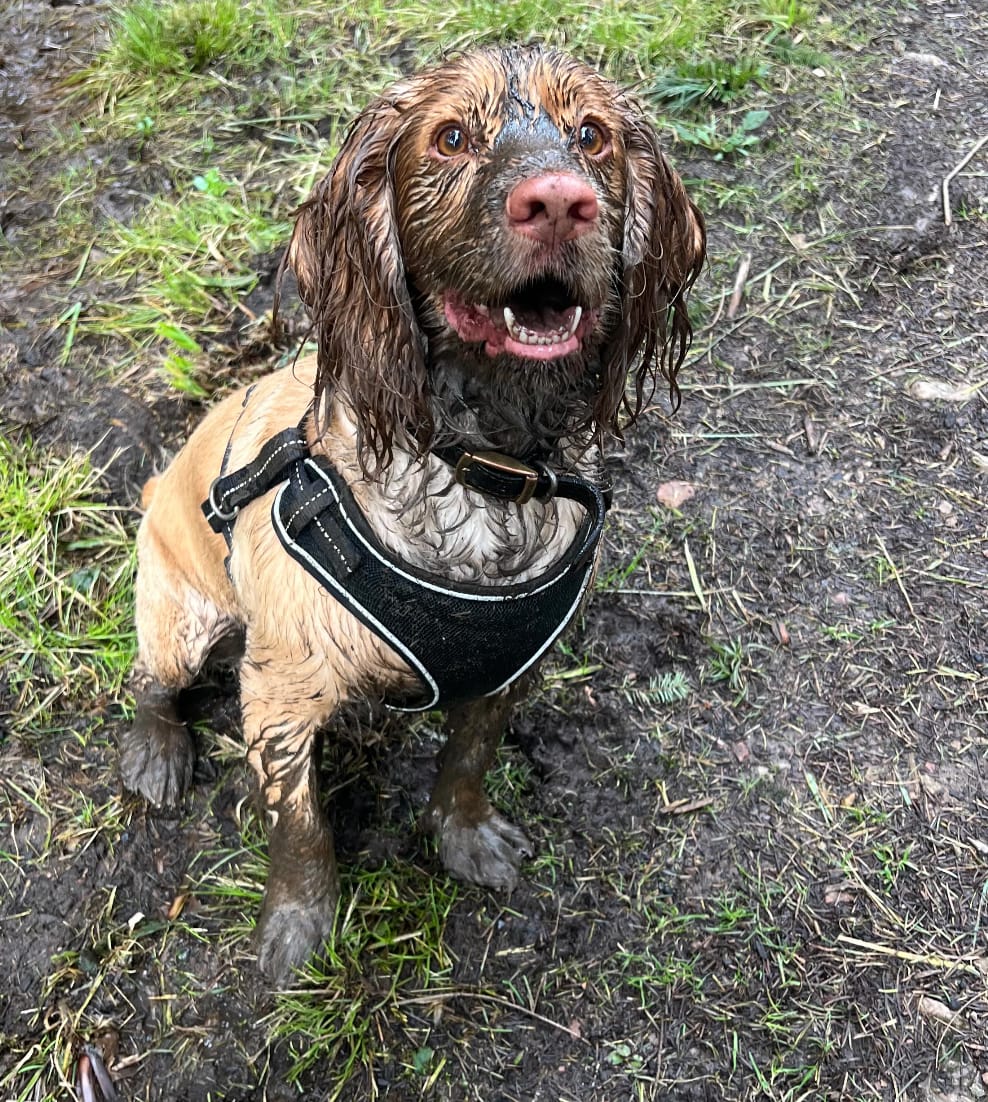 Customer photo review of PetJet Portable Dog & Horse Hot Shower®