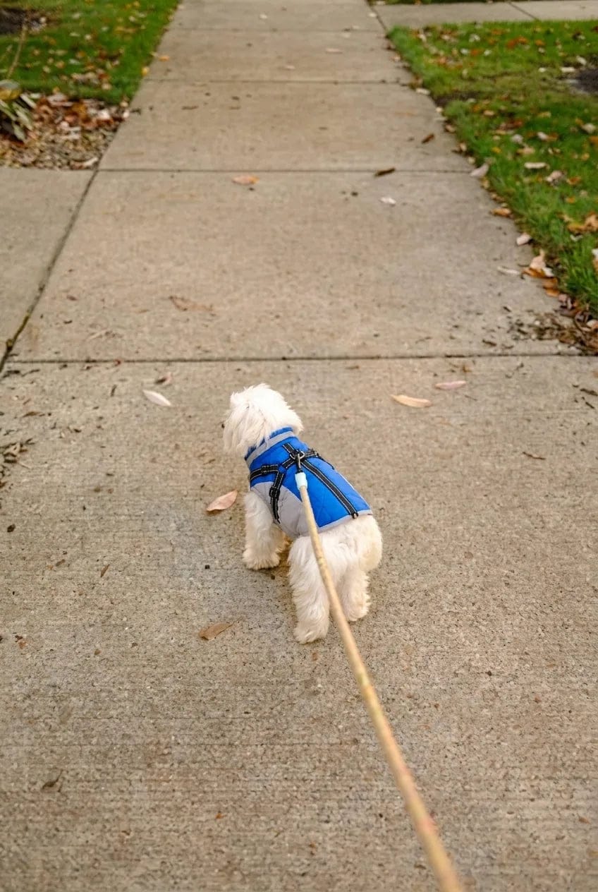 Customer photo review of Manteau imperméable pour chien Dog Trotter