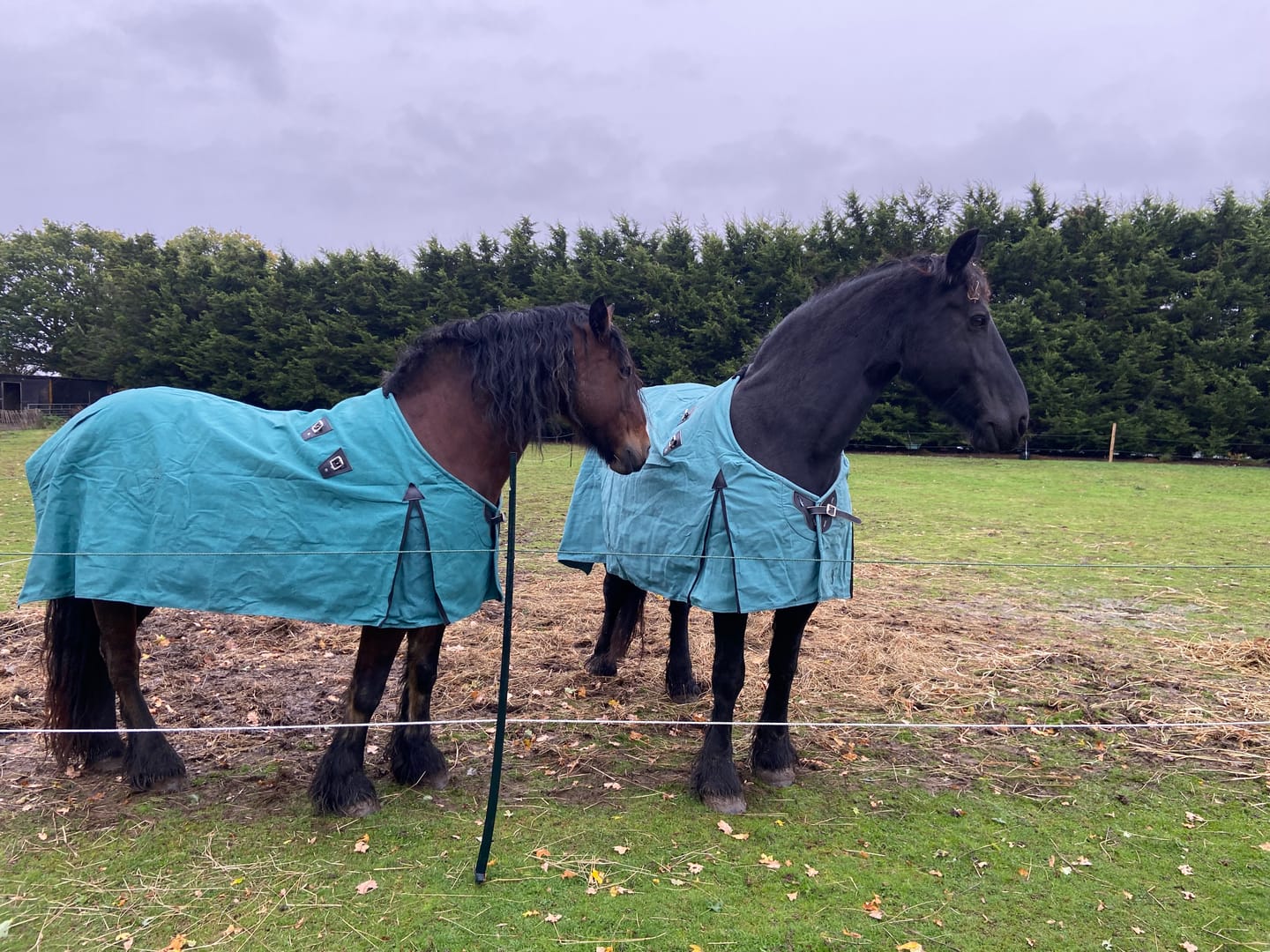 Customer photo review of Canvas Turnout Rug | New Zealand 18oz Wool Lined Rug