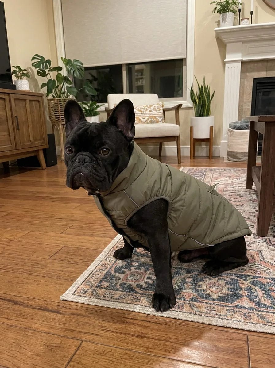 Customer photo review of Doudoune matelassée pour chien Dog Trotter