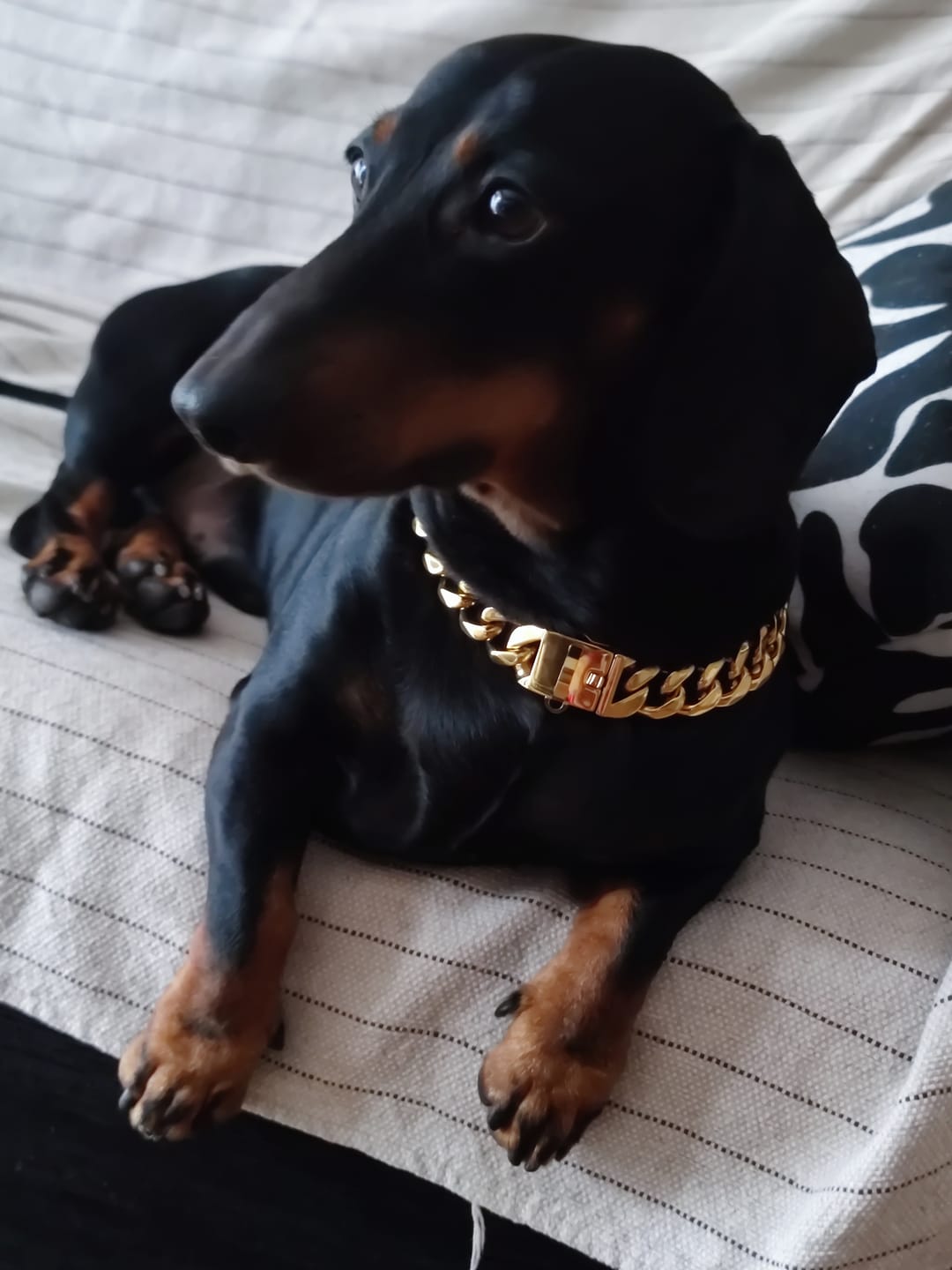 Customer photo review of Cuban Link 20mm Gold Chain Collar