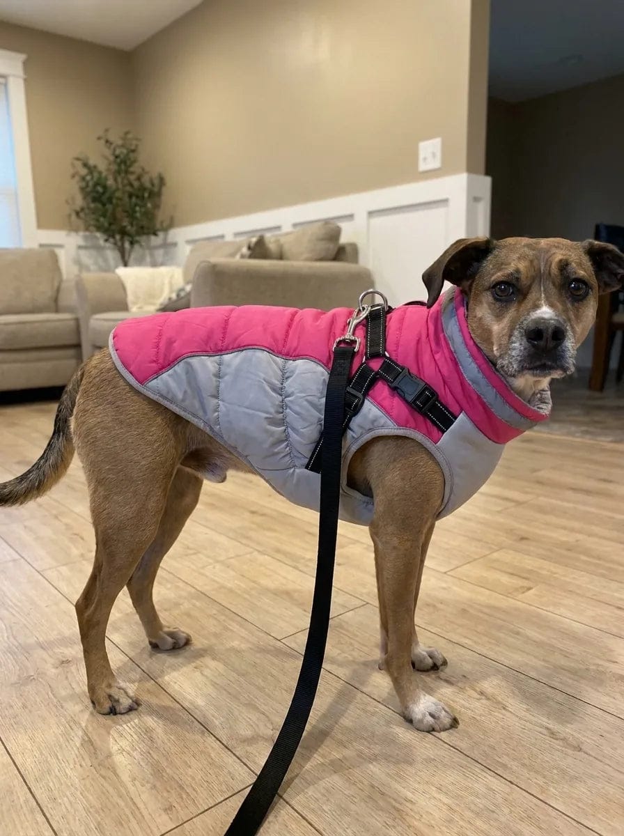 Customer photo review of Manteau imperméable pour chien Dog Trotter