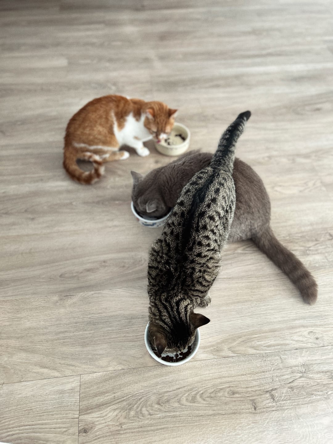 Customer photo review of Katzenklo Schaufel