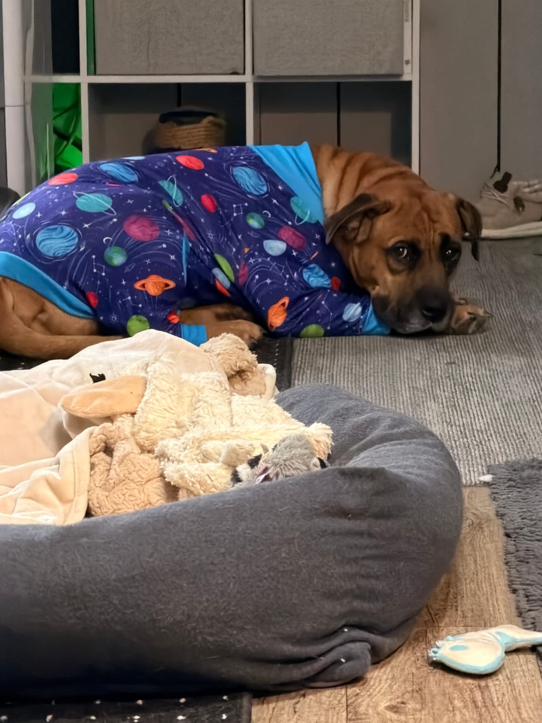 Customer photo review of Dog Pajama - Planets