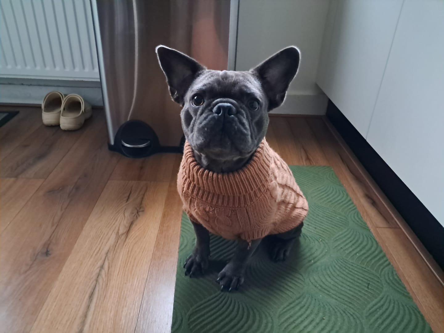Customer photo review of Cable Knit Dog Sweaters