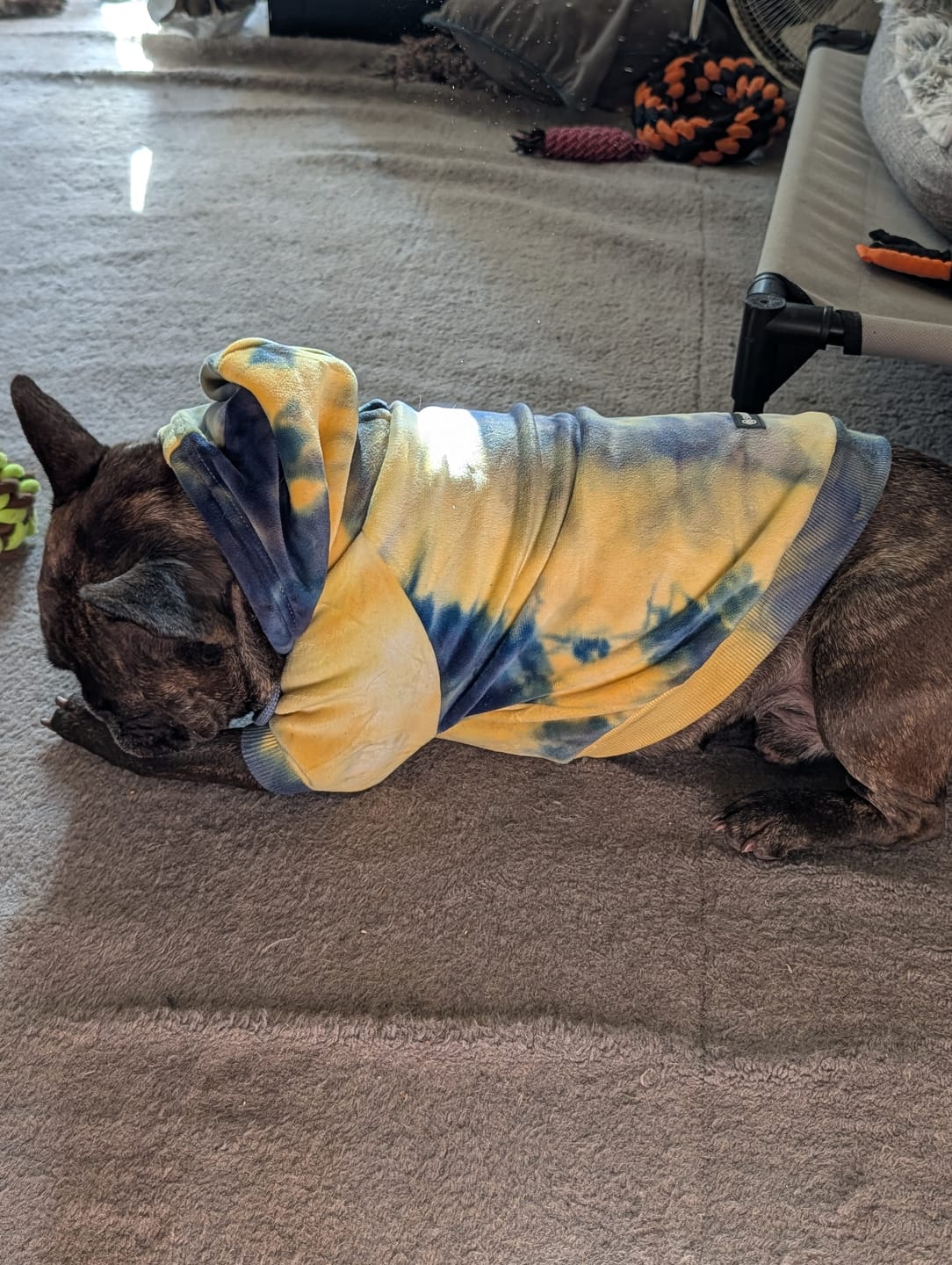 Customer photo review of Velvet Dog Hoodie - Nova