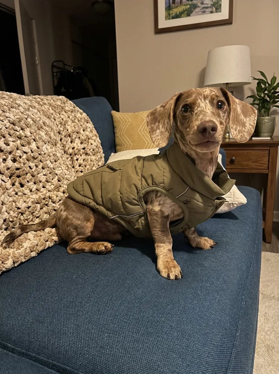 Customer photo review of Doudoune matelassée pour chien Dog Trotter