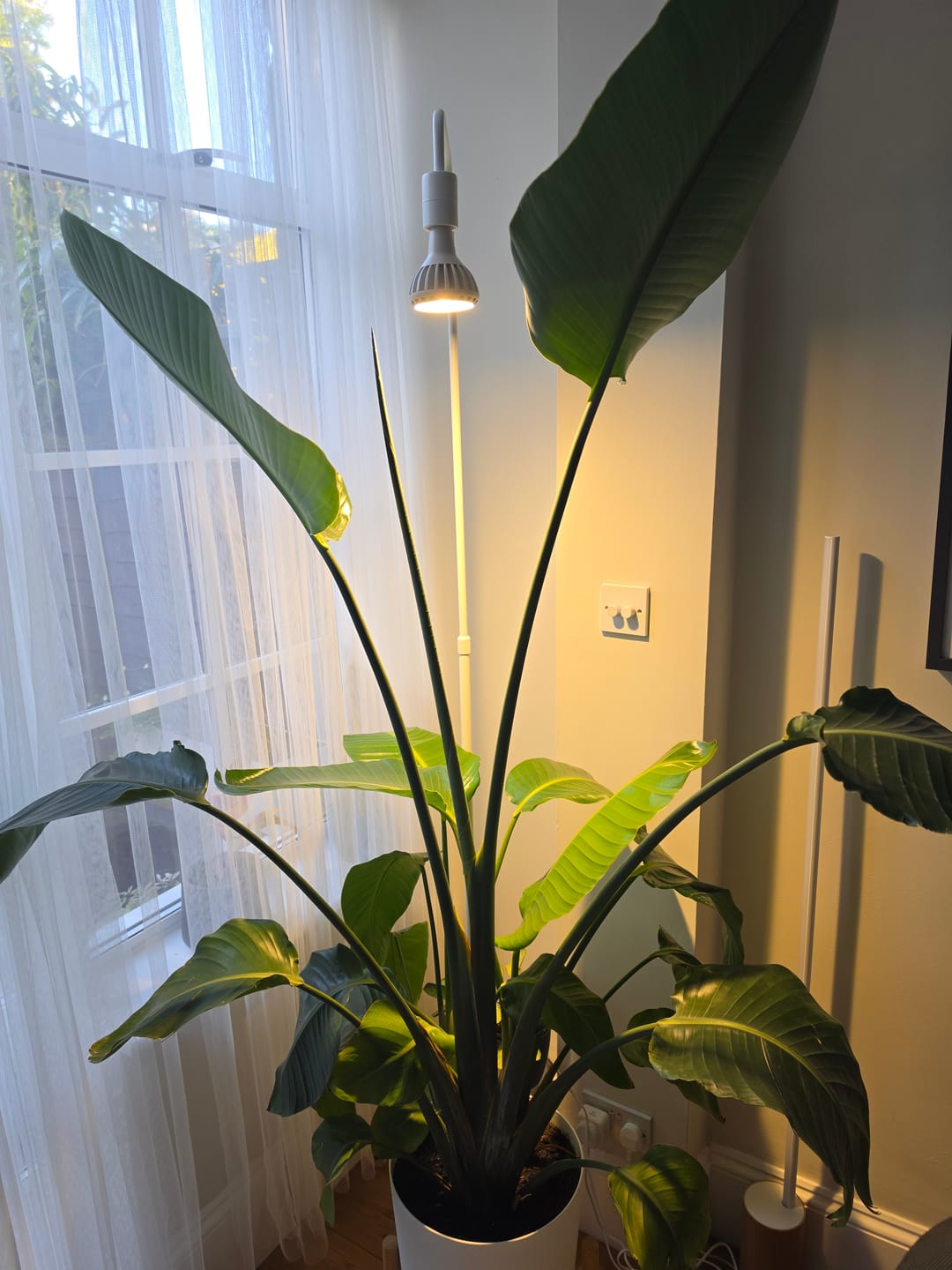Customer photo review of Pianta Grow Light and Adjustable Floor Lamp Bundle