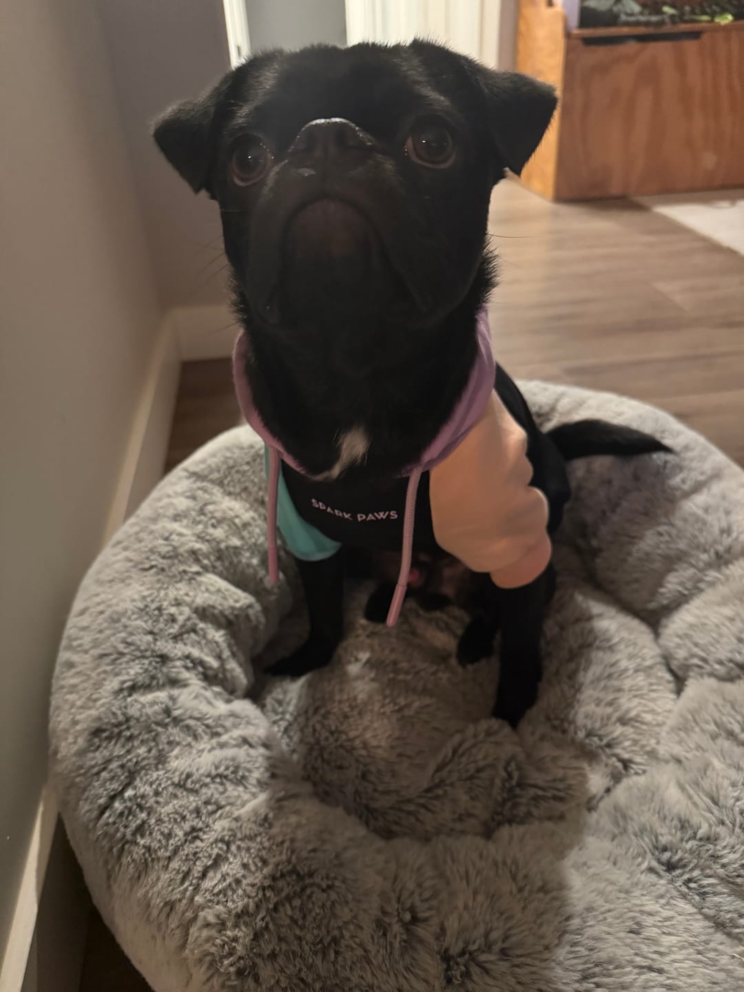 Customer photo review of Cyber Punk Dog Hoodie