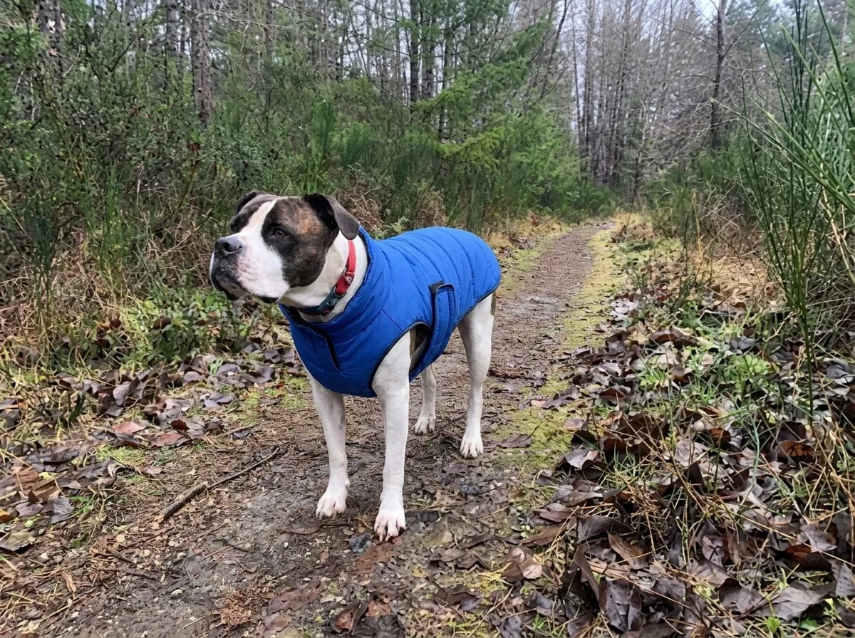 Customer photo review of Doudoune matelassée pour chien Dog Trotter
