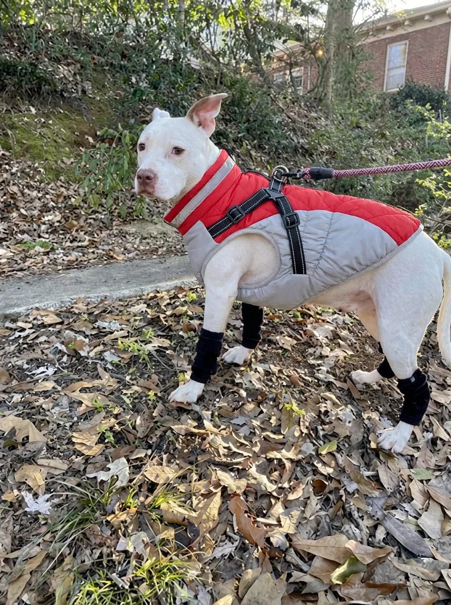 Customer photo review of Manteau imperméable pour chien Dog Trotter