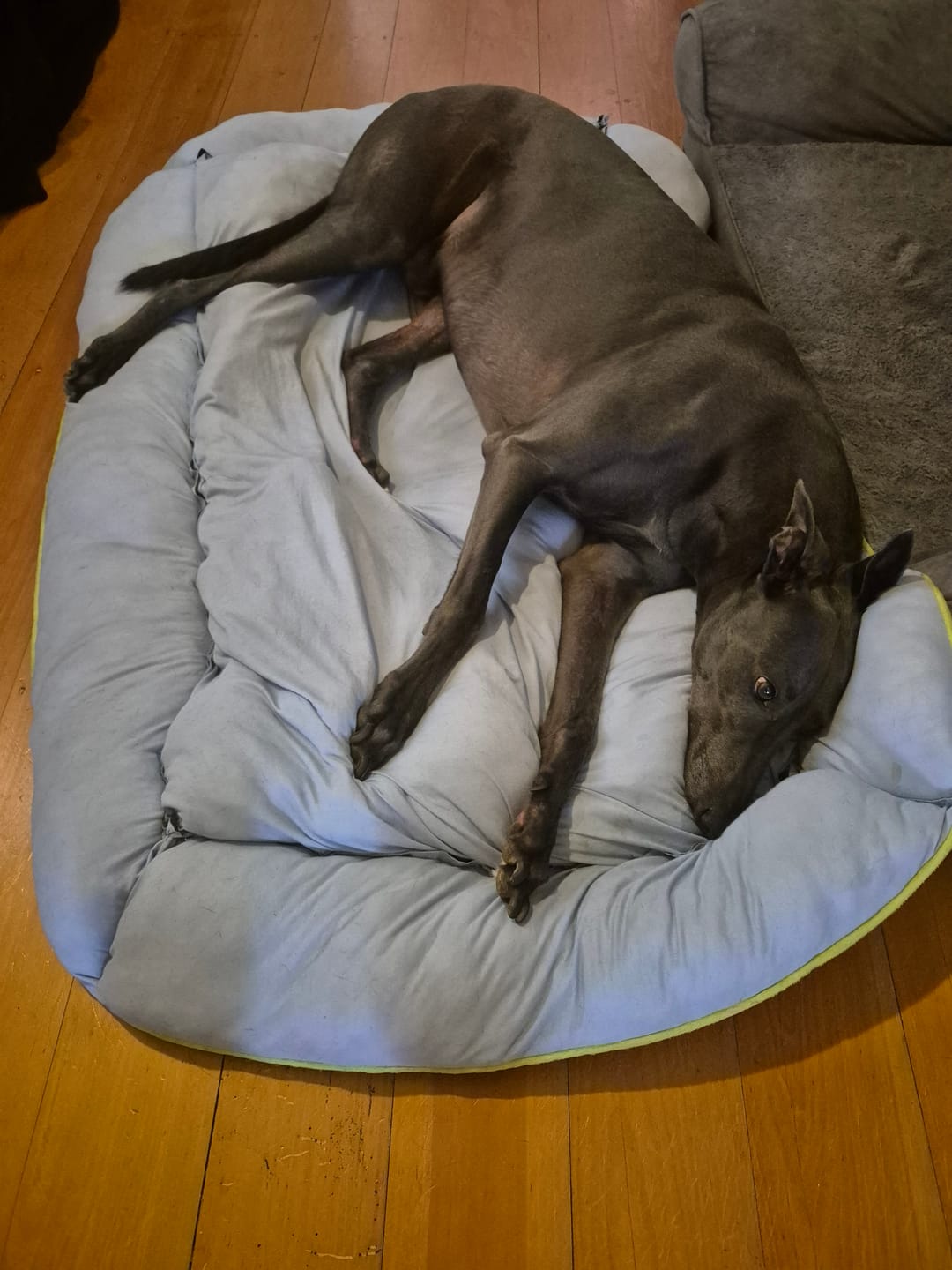 Customer photo review of Pet Cooling Sofa Bed