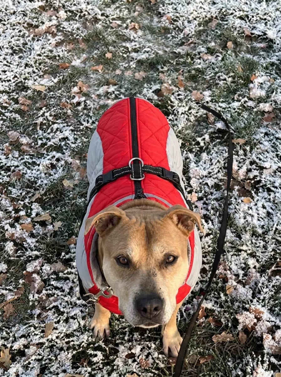 Customer photo review of Manteau imperméable pour chien Dog Trotter