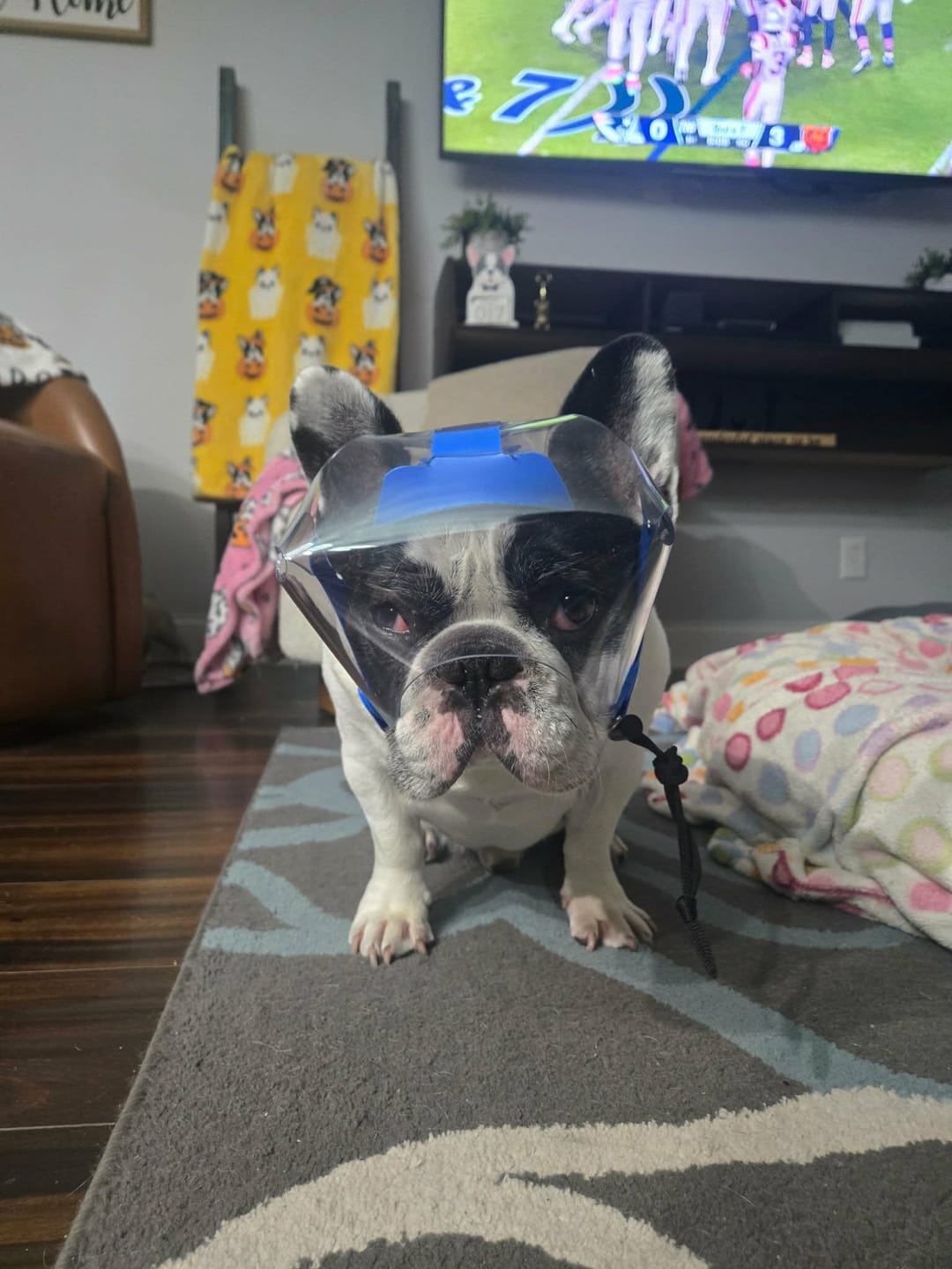 Customer photo review of OptiVizor - Short Snout Version - Clear UV Tint