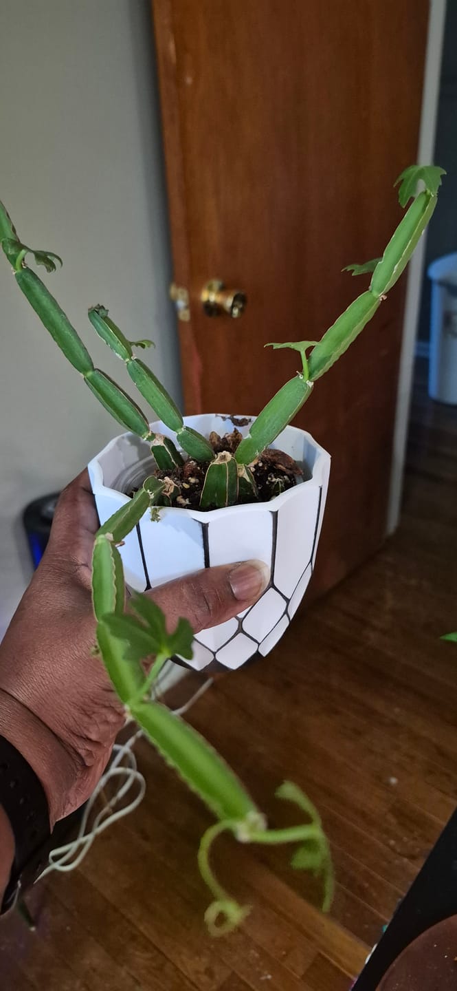 Customer photo review of Cissus quadrangularis