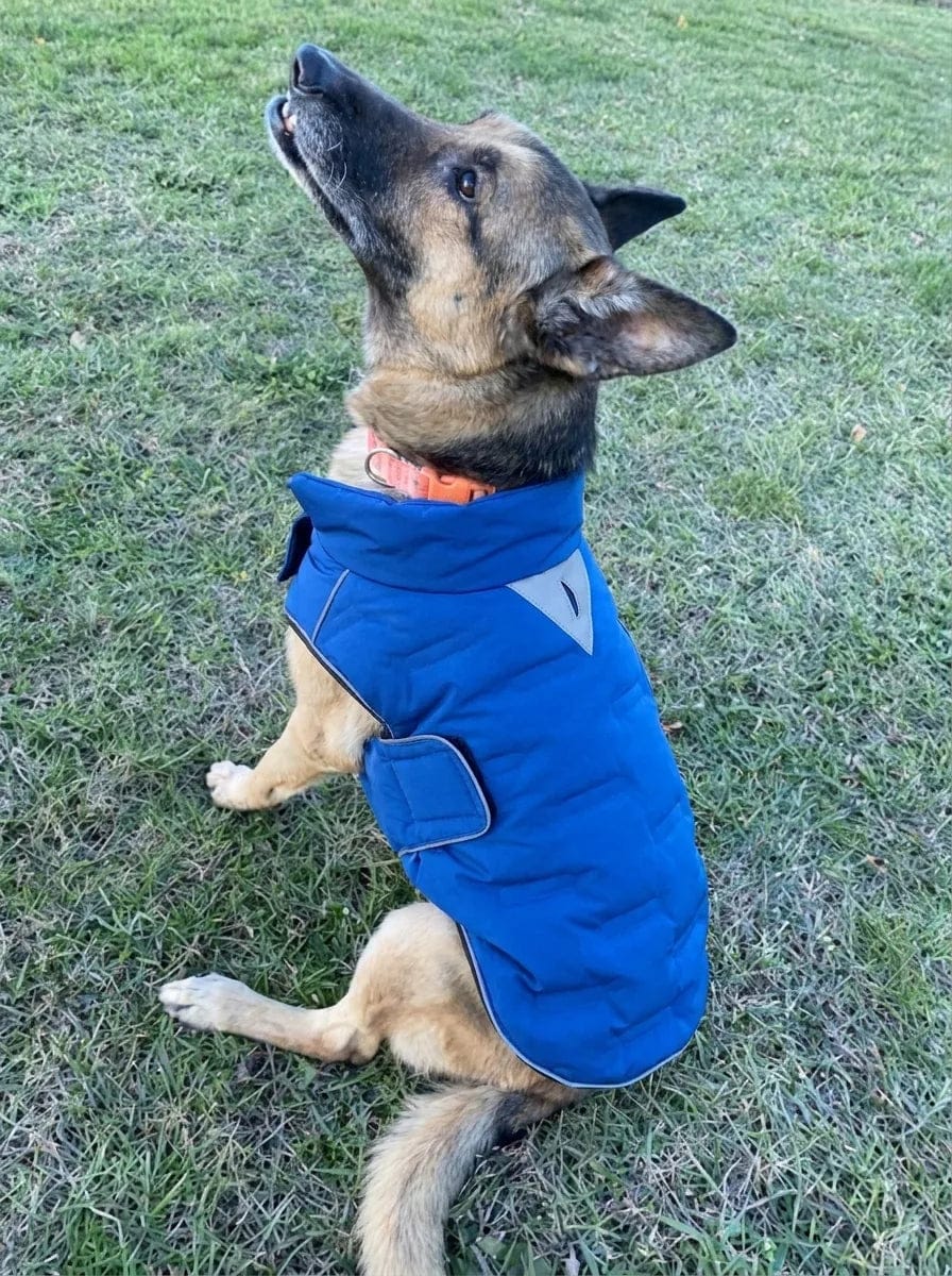 Customer photo review of Doudoune matelassée pour chien Dog Trotter