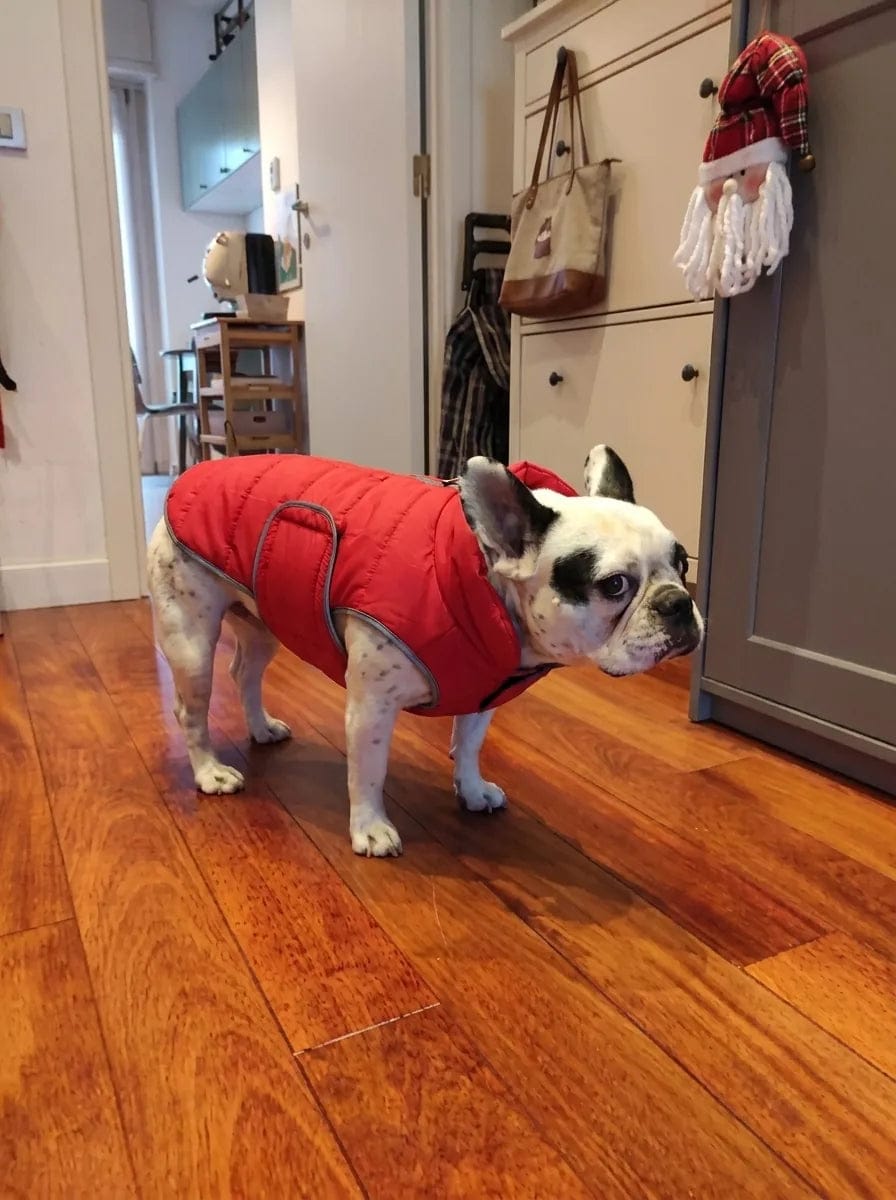 Customer photo review of Doudoune matelassée pour chien Dog Trotter