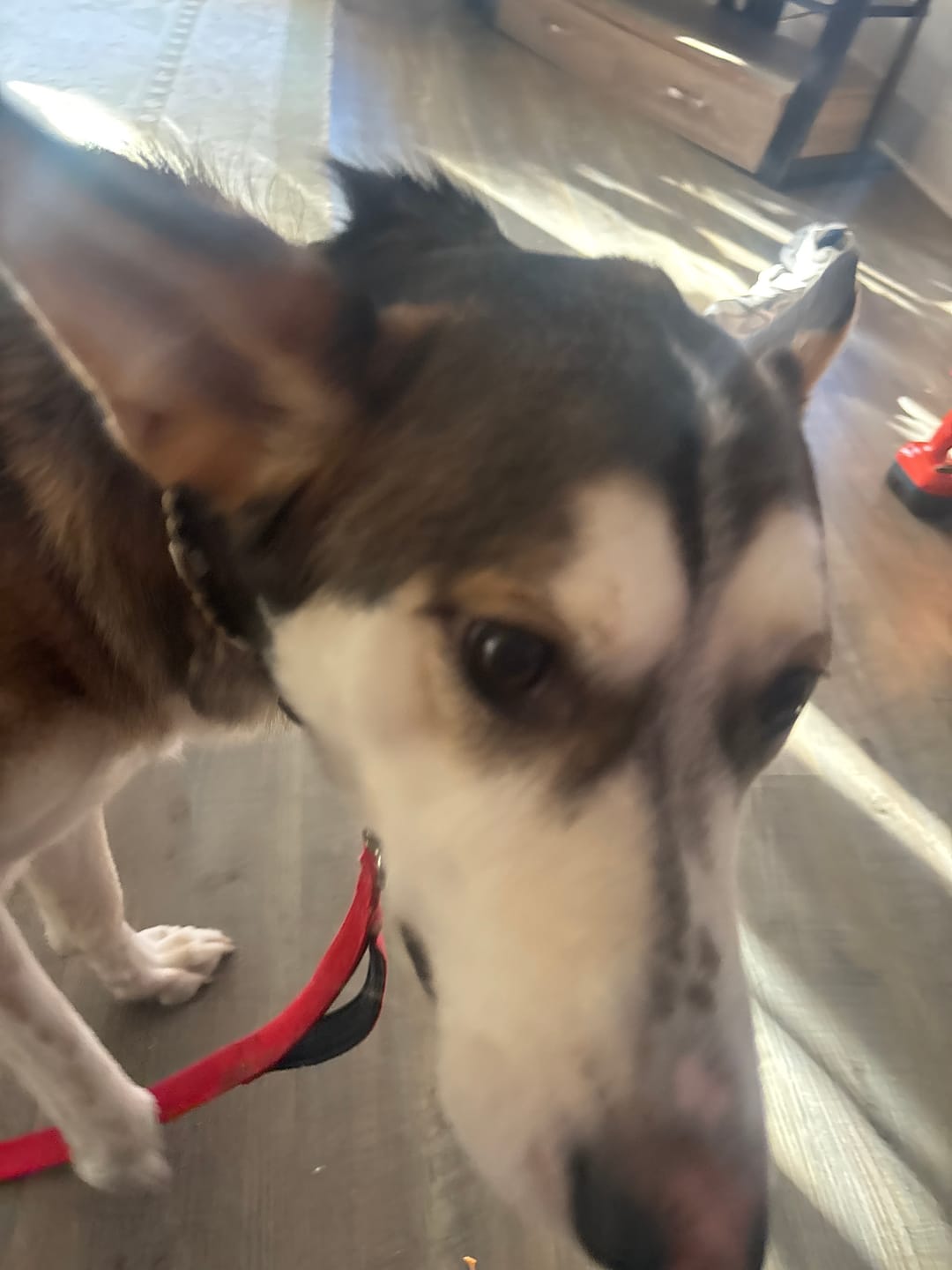 Customer photo review of Petz Gourmet - Os Tartar Buster de boeuf pour chien