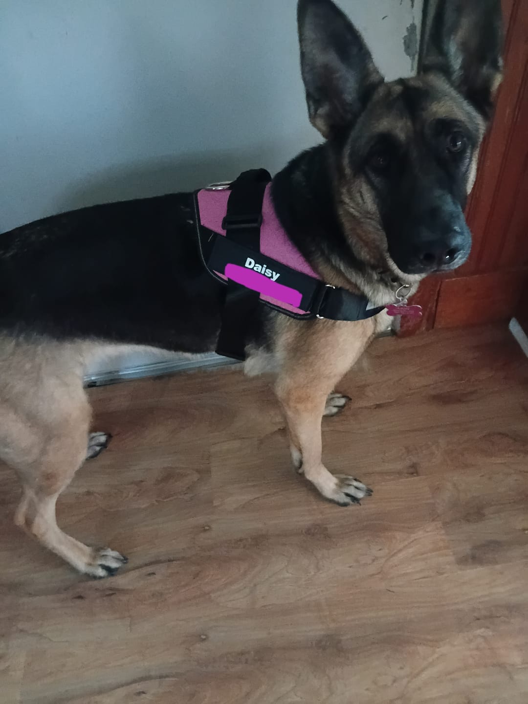 Customer photo review of Dogshood ™ No Pull Harness