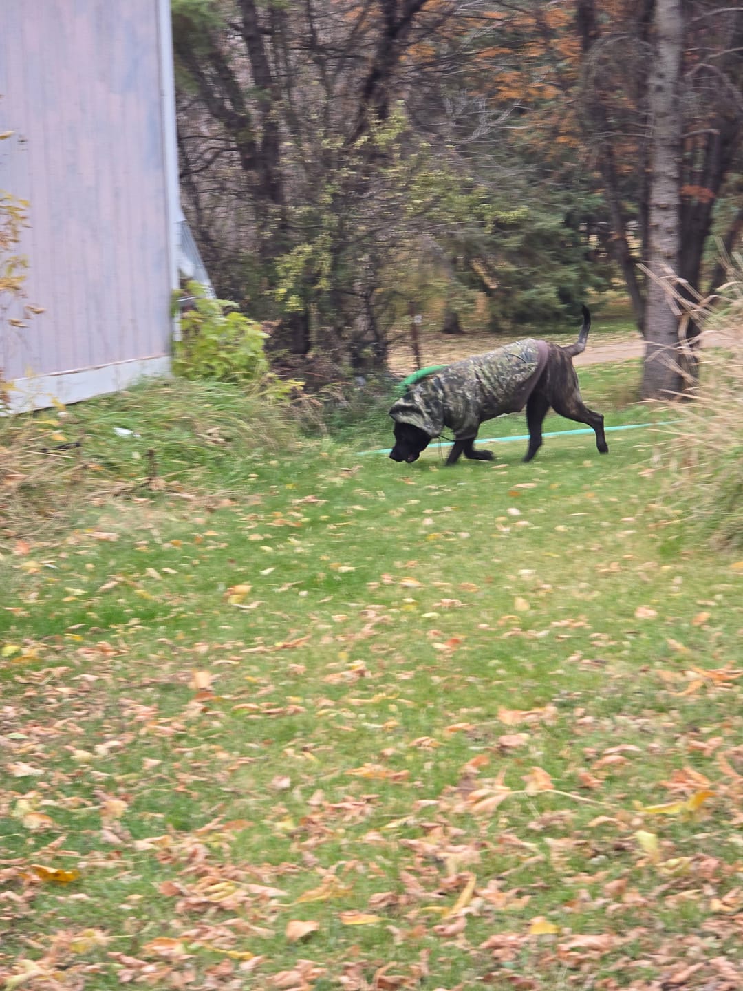Customer photo review of Camo Dog Hoodies