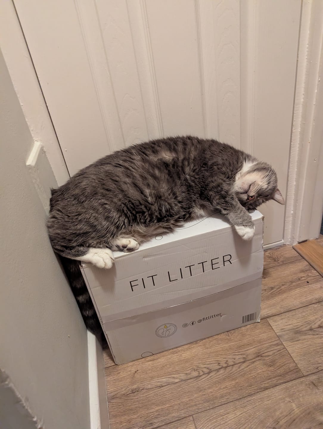 Customer photo review of Fit Litter Mat