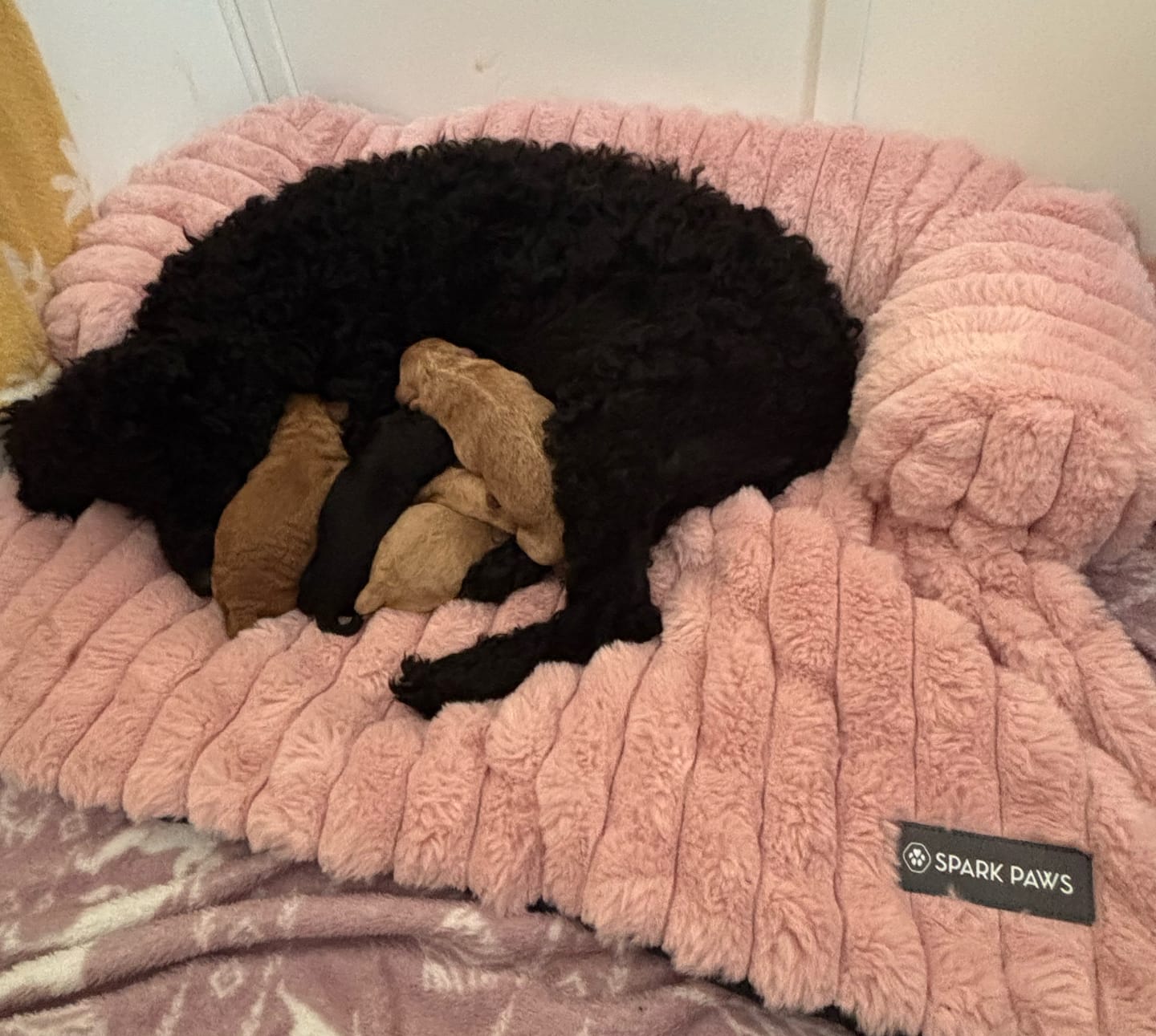 Customer photo review of Luxury Couch Cover Dog Bed - Pink