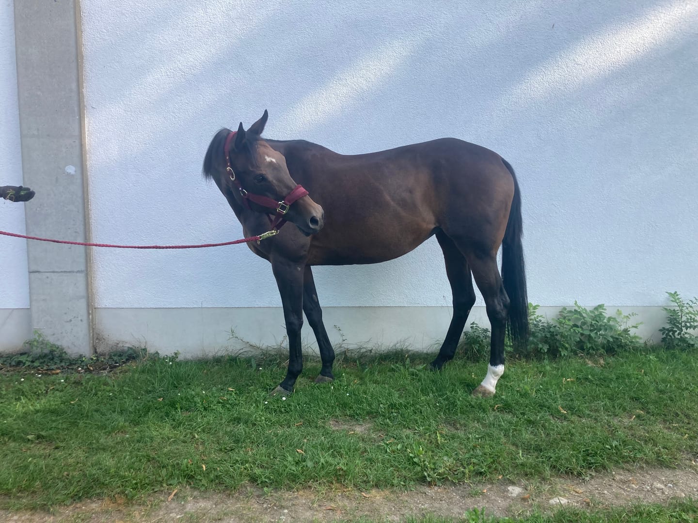 Customer photo review of Wurmtest Basic Pferd