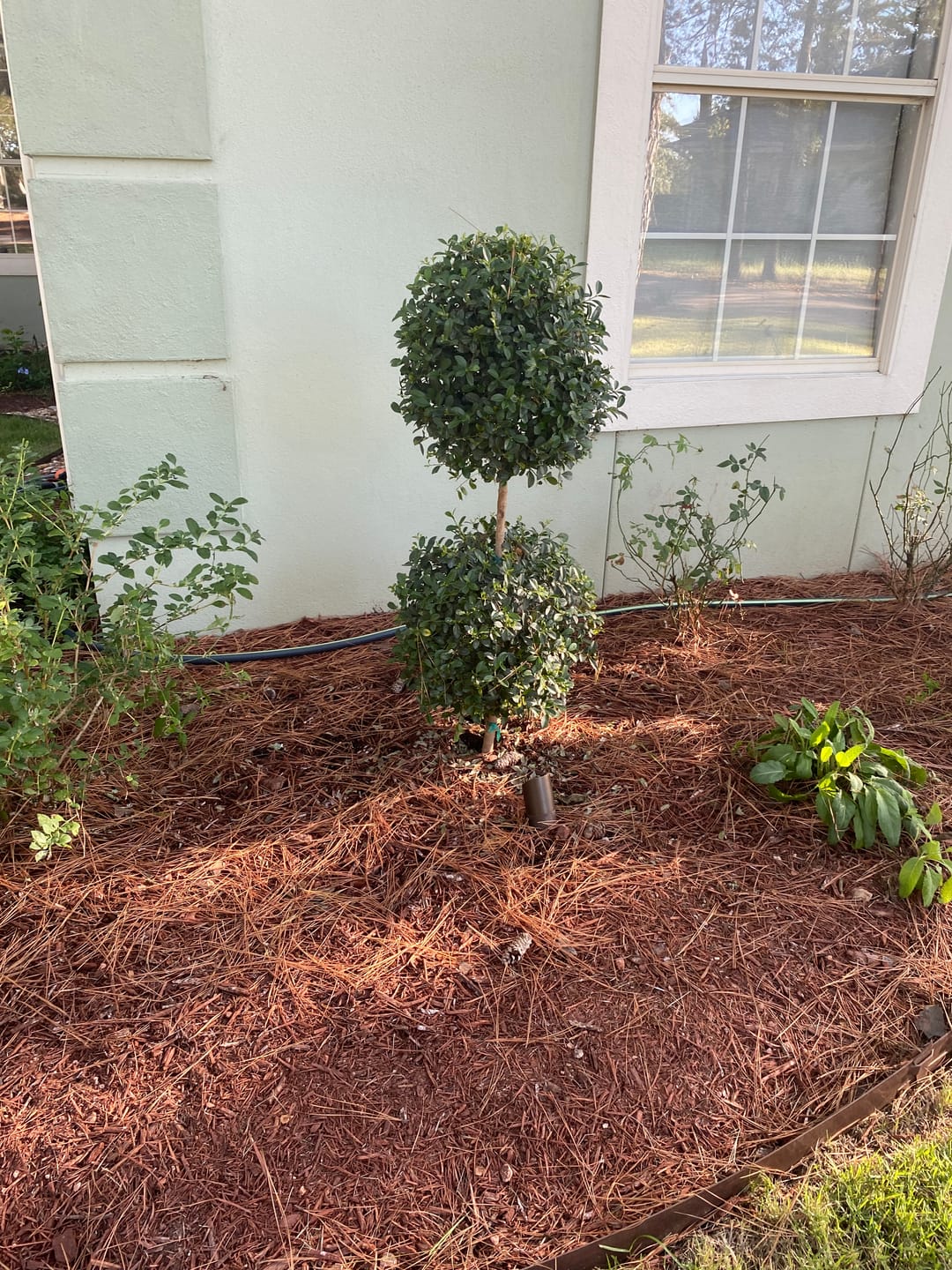 Customer photo review of Topiary Eugenia 2-Ball Tree Form