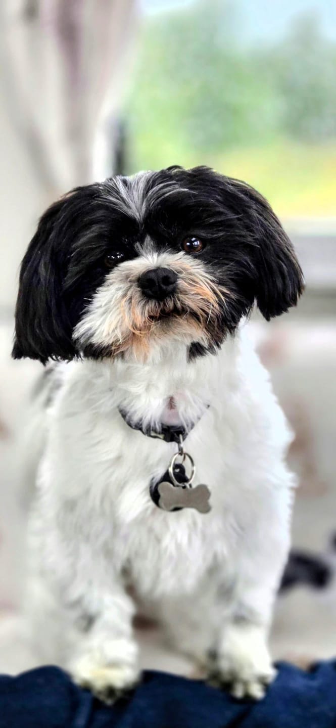 Customer photo review of Pork & Beef Sausages for Dogs | 200g