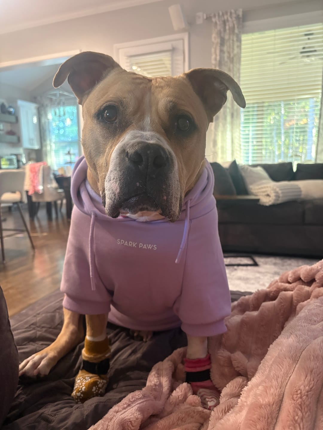 Customer photo review of Essential Dog Hoodie - Lavender