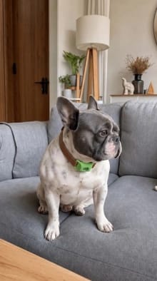 Customer photo review of OptimaPets - 12 Meses de Protección Antipulgas y Garrapatas 100% Natural para Perros