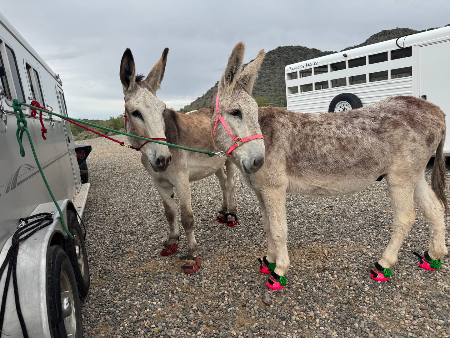 Customer photo review of Renegade® Viper Vivid™ Hoof Boot - Pink Passion