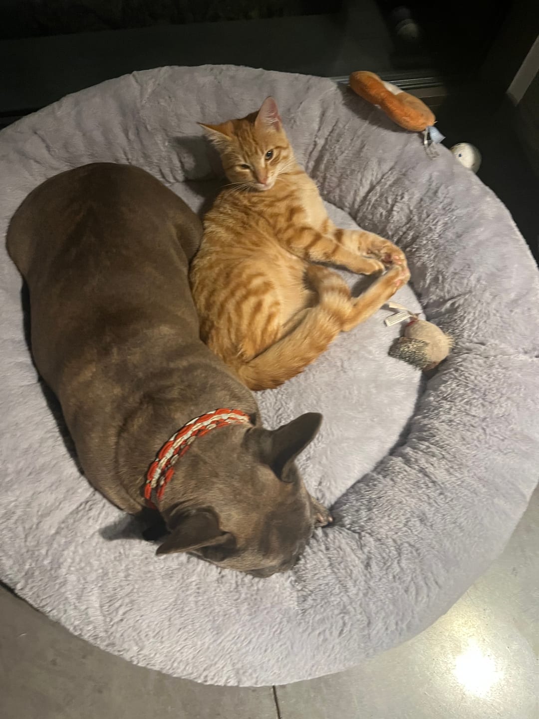 Customer photo review of Pet Perfect Orthopedische Donutmand