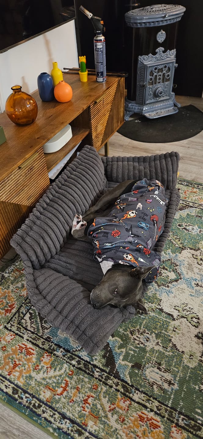Customer photo review of Rock and Roll Dog Hoodie