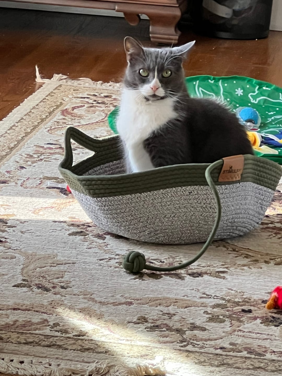 Customer photo review of Instinct Basket | Meet the first research-backed natural territory for indoor cats