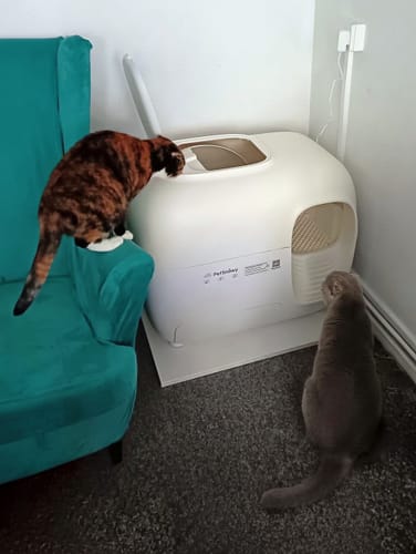 Customer photo review of Self-Cleaning Litter Box