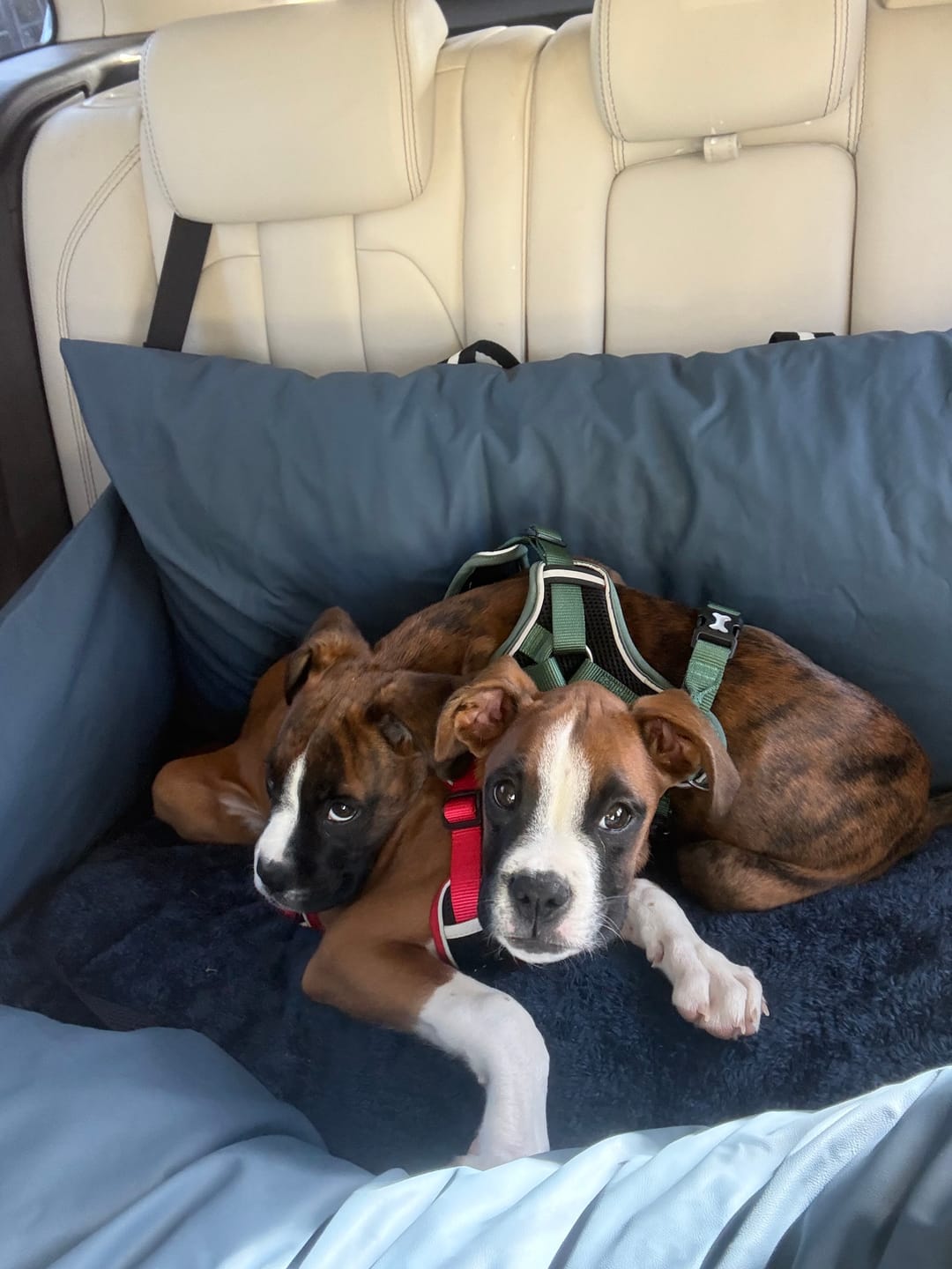 Customer photo review of Dog Dock V2 New & Improved ISO Fix