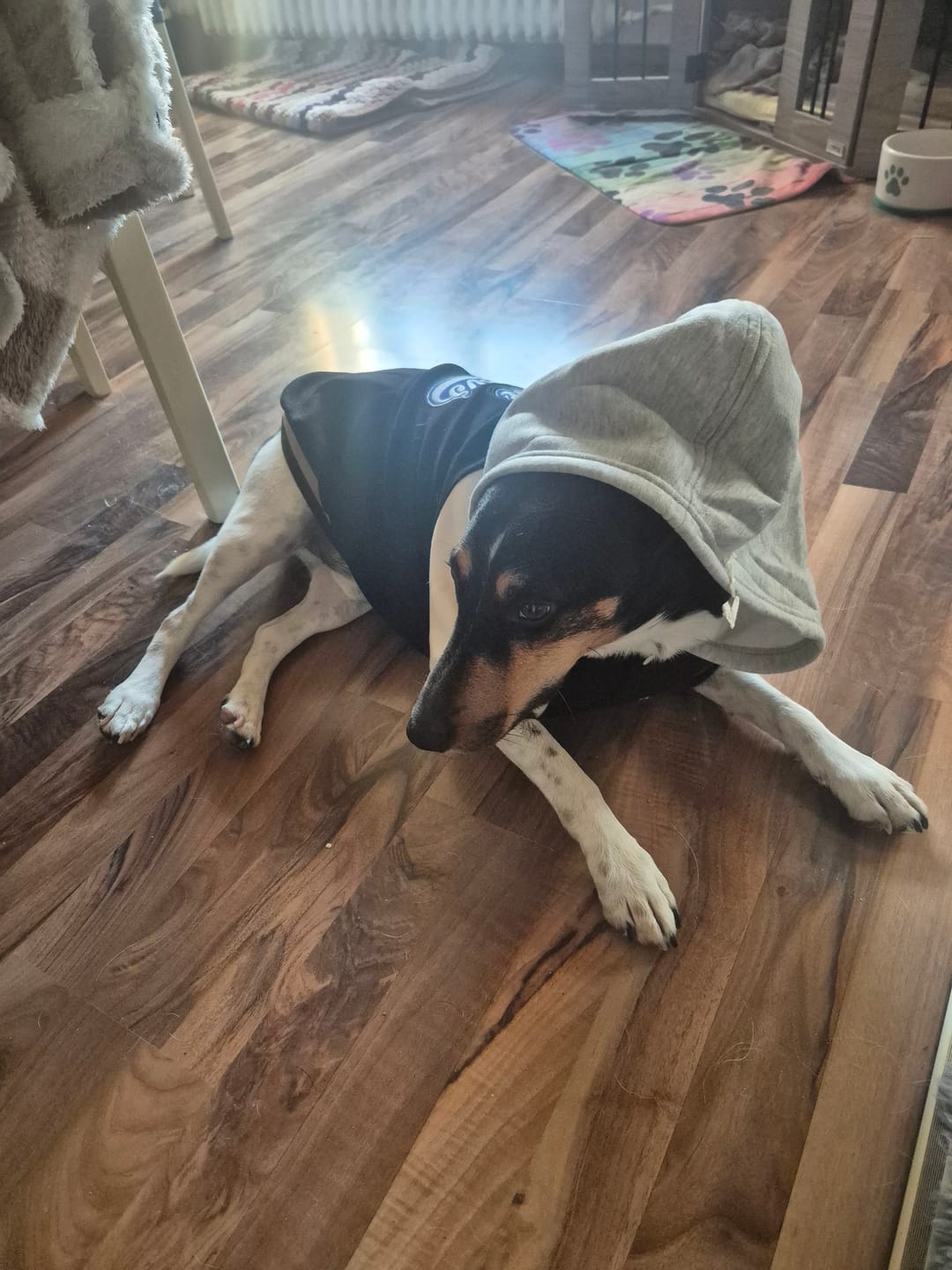 Customer photo review of Dog Varsity Jackets