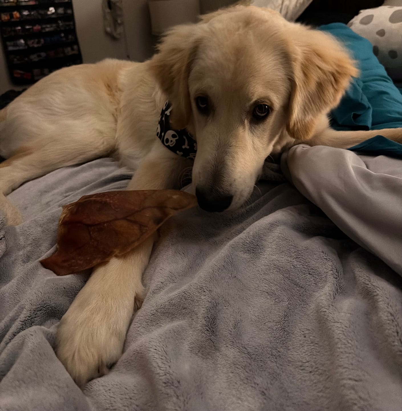Customer photo review of Pig Ears