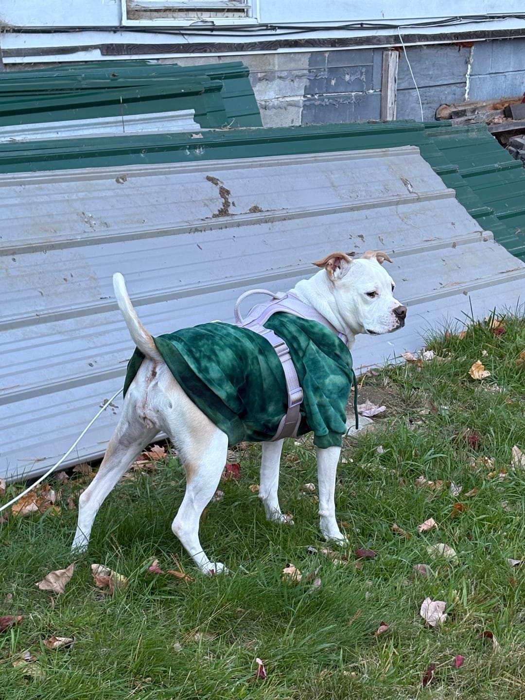 Customer photo review of Velvet Dog Hoodie - Emerald Green