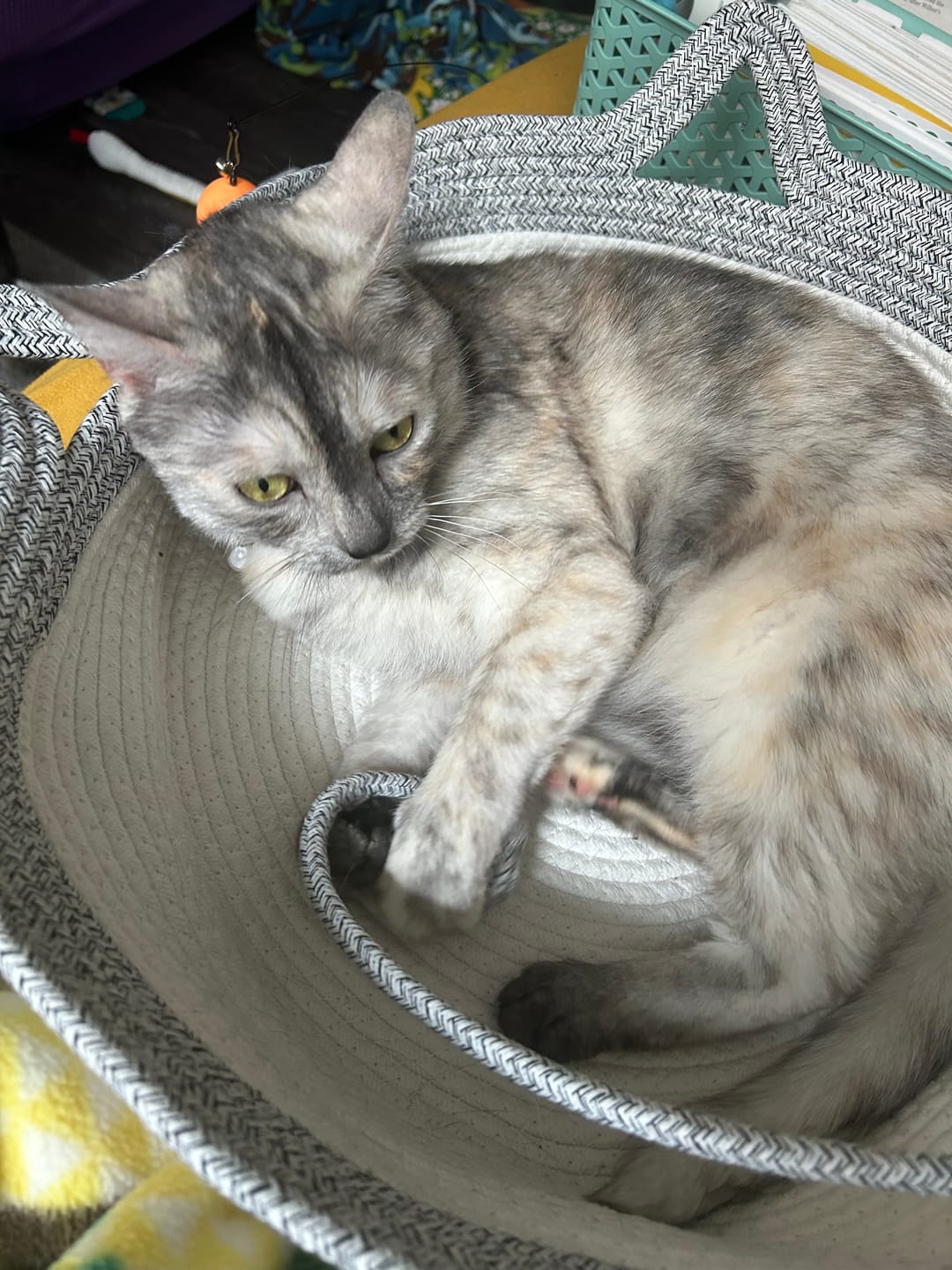 Customer photo review of Instinct Basket | Meet the first research-backed natural territory for indoor cats