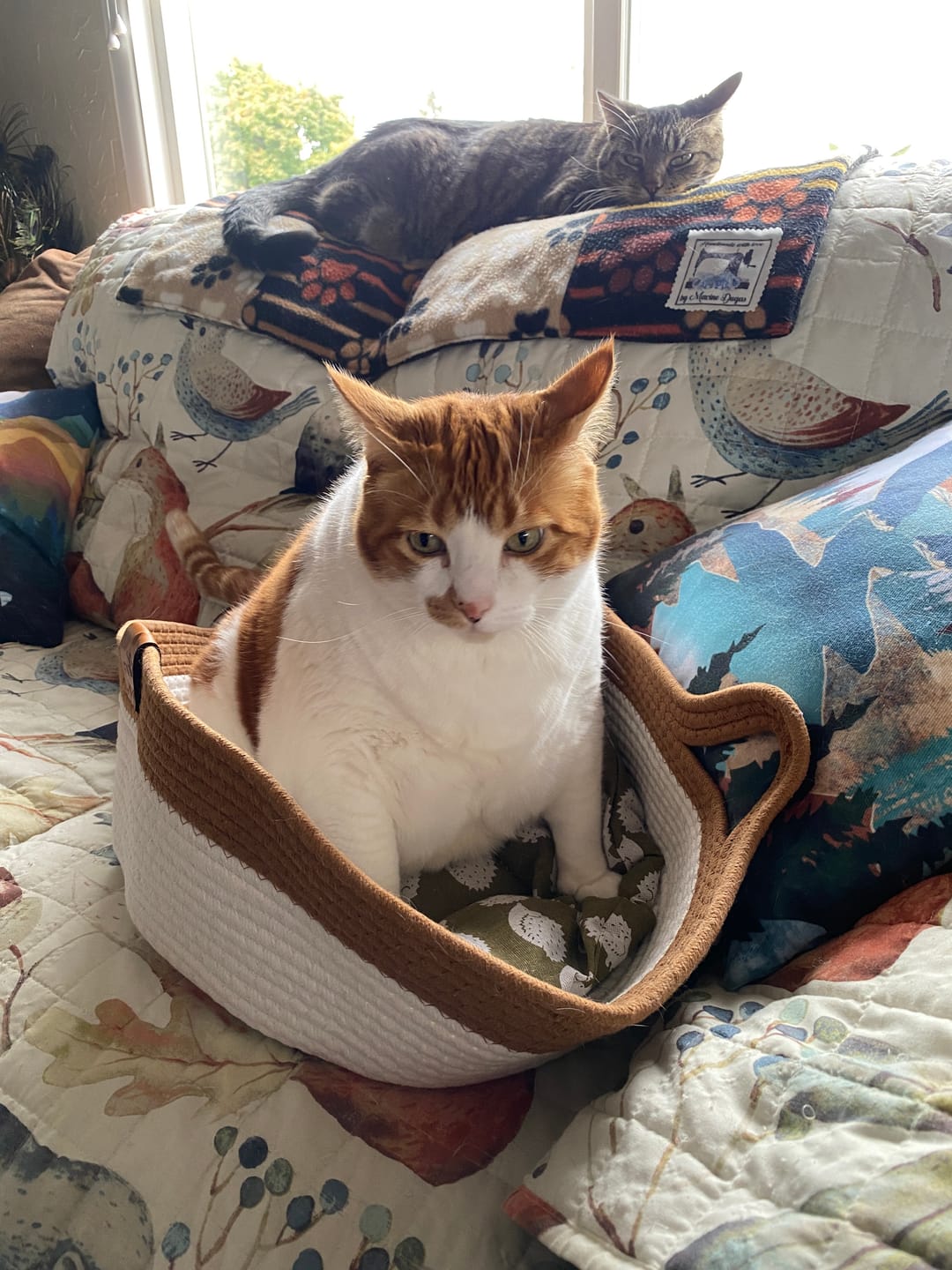 Customer photo review of Instinct Basket | Meet the first research-backed natural territory for indoor cats