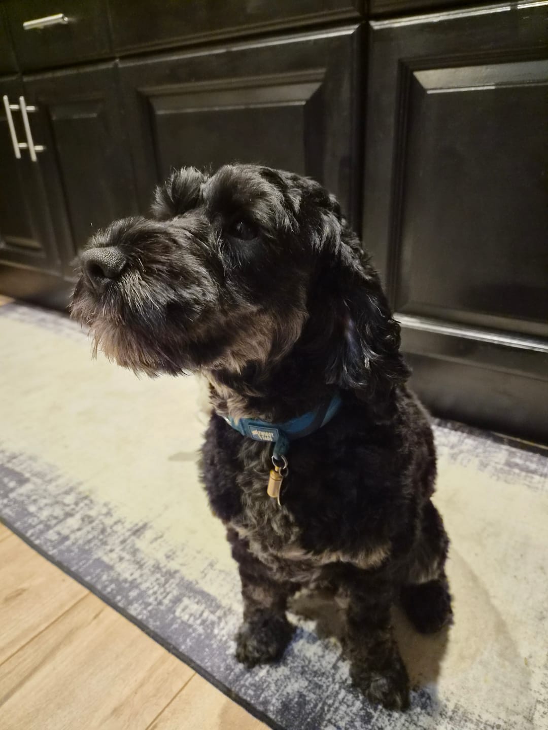 Customer photo review of Comfort Collar