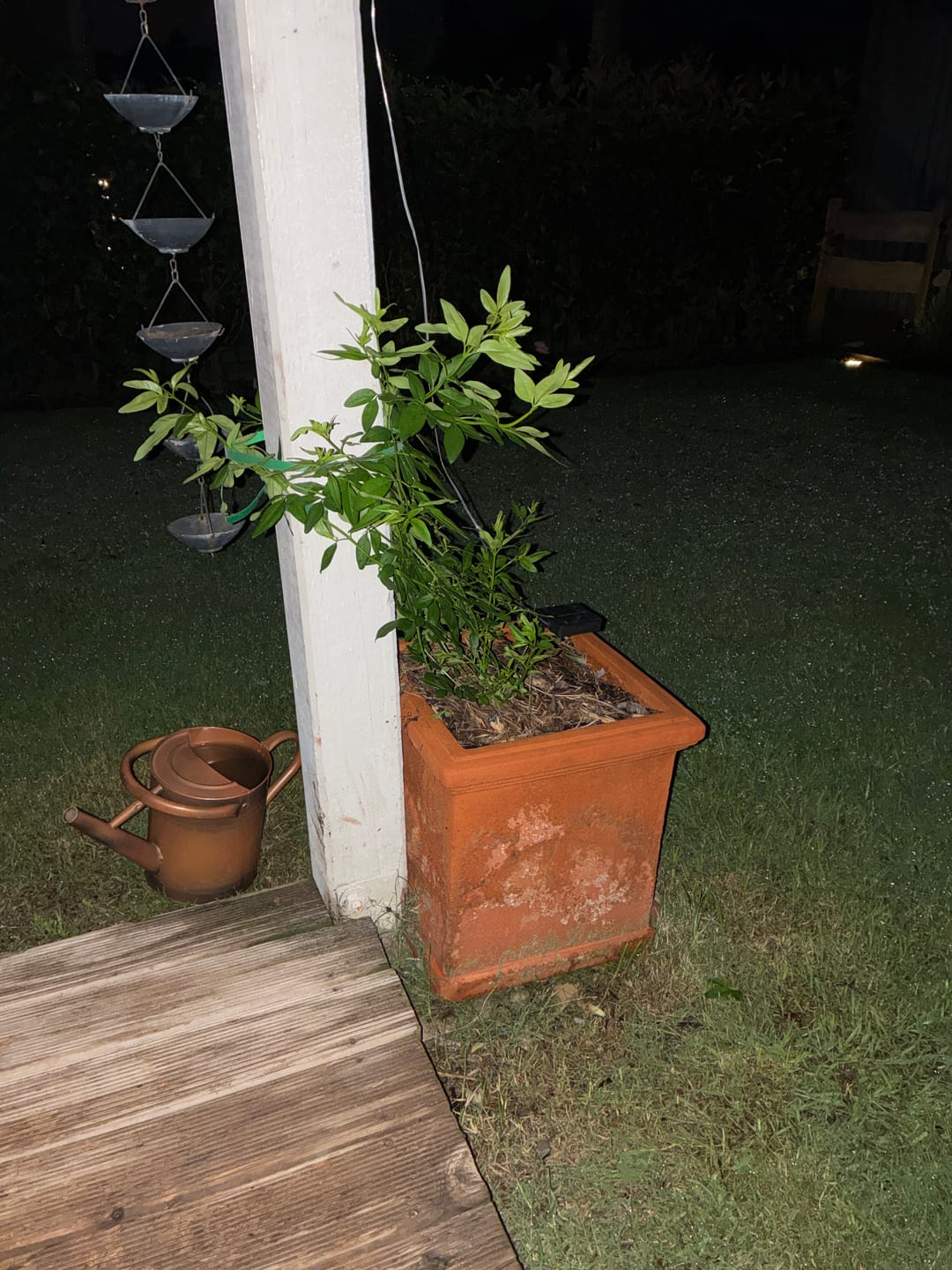 Customer photo review of Yellow Climbing Rose - Rosa banksiae ‘Lutea’