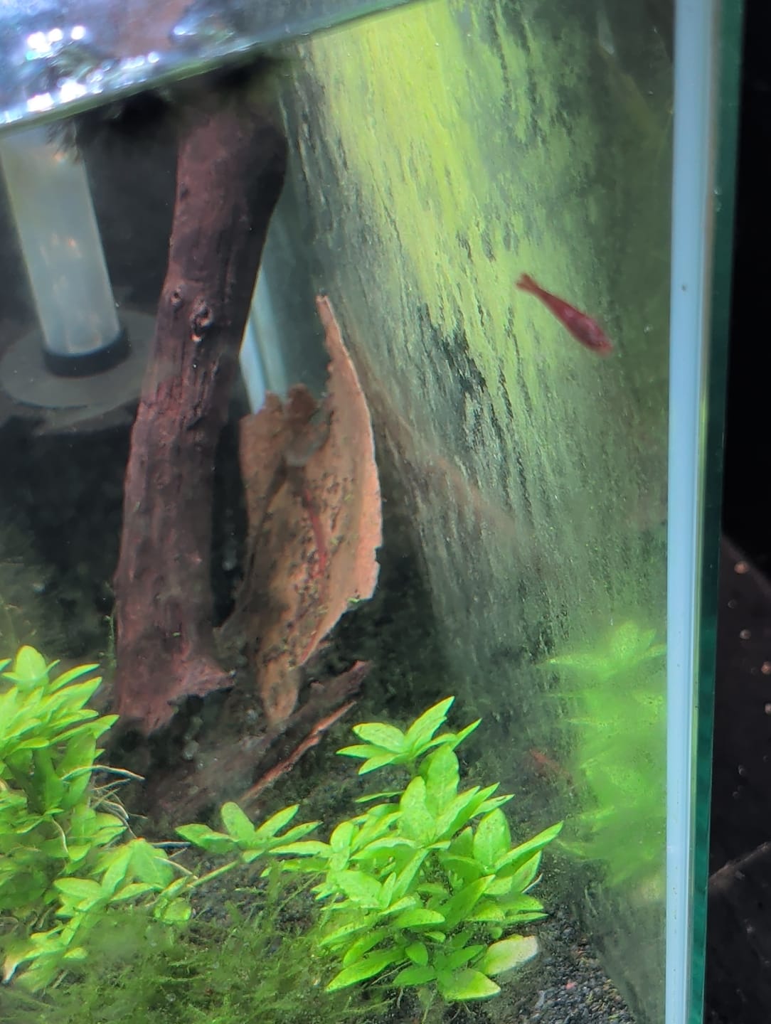 Customer photo review of Fire Red Cherry Shrimp (Bright Red Neocaridina)
